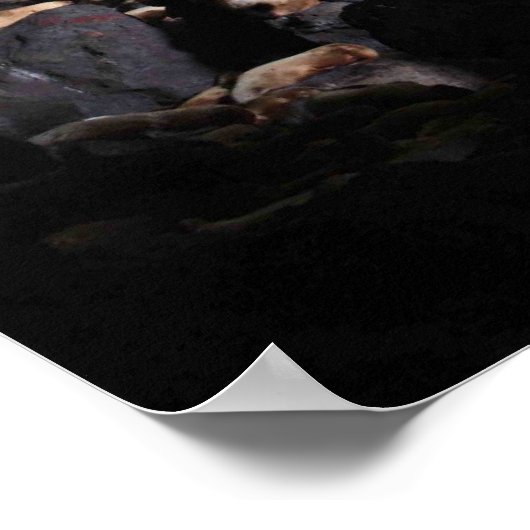 Zee-leeuwen in grotafdrukken poster (Hoek)