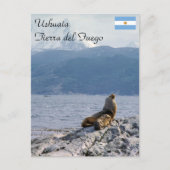 Zee leeuwen in het beagle kanaal - Argentinië Briefkaart (Voorkant)
