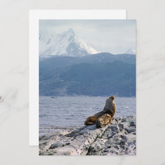 Zee leeuwen in het beagle kanaal - Argentinië Kaart (Voorkant / Achterkant)