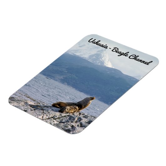 Zee leeuwen in het beagle kanaal - Argentinië Magneet (Linkerzijde)