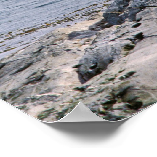 Zee leeuwen in het beagle kanaal - Argentinië Poster (Hoek)