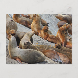 Zee leeuwen in Patagonië, Chili Briefkaart