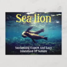 Zee leeuwen onder water