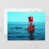 Zee leeuwen op havenboei, Ventura, Californië, VS Briefkaart (Voorkant / Achterkant)