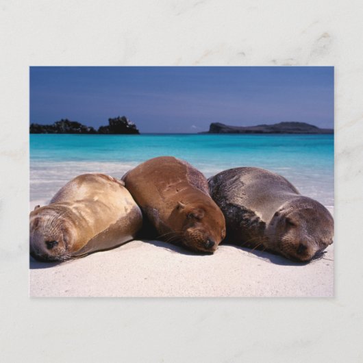 Zee leeuwen op strand | Ecuador Briefkaart (Voorkant)