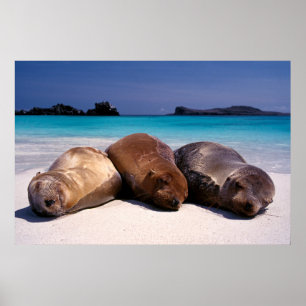 Zee leeuwen op strand Ecuador Poster