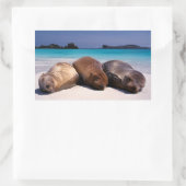 Zee leeuwen op strand | Ecuador Rechthoekige Sticker (Tas)