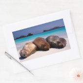 Zee leeuwen op strand | Ecuador Rechthoekige Sticker (Envelop)