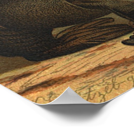 Zee leeuwen op strand, zeedier Poster (Hoek)