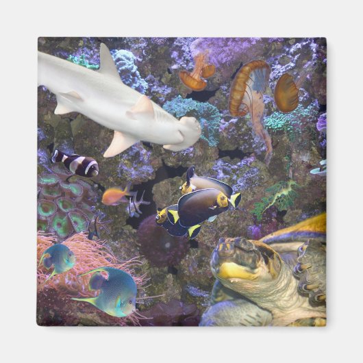 Zee Life Magnet Magneet (Voorkant)