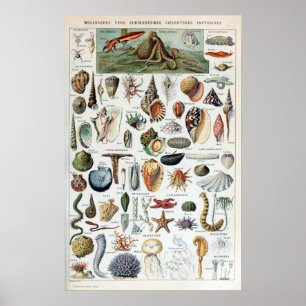 Zee Life Mollusks Poster