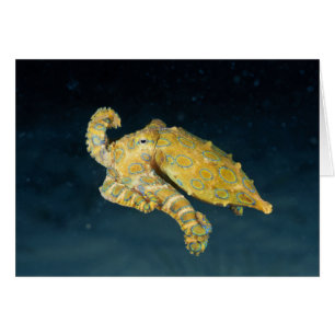 Zee Life - Octopus