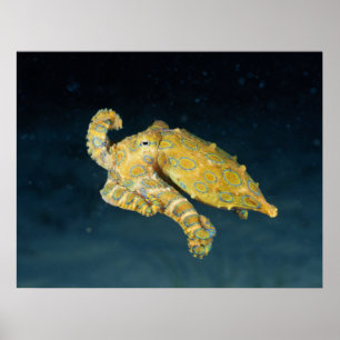 Zee Life - Octopus Poster