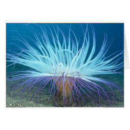 Zee Life Zee Anemone Card