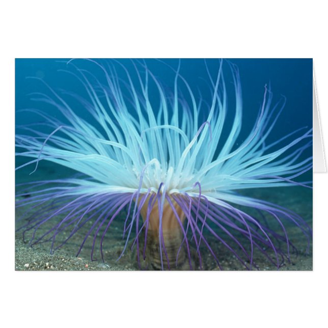 Zee Life Zee Anemone Card (Voorkant Horizontaal)