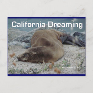 Zee Lion - Californië Dromen - Briefkaart