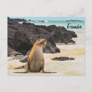 Zee Lion op de Galapagos eilanden Ecuador Briefkaart
