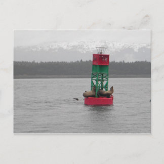 Zee Lions in Juneau, Alaska Briefkaart