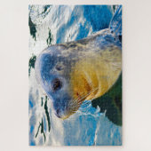 Zee Lions Legpuzzel (Verticaal)