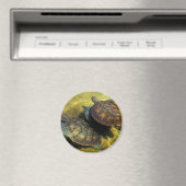 Zee Magneet (Insitu (Vaatwasser))