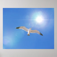 Zee meeuw vogel vliegende zon fotografische kunst
