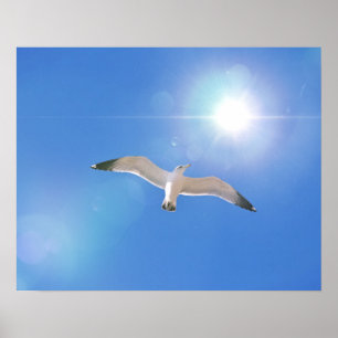 Zee meeuw vogel vliegende zon fotografische kunst poster