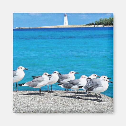 Zee meeuwen, zandstrand, Nassau, Bahama's Magneet (Voorkant)