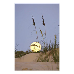 Zee Oats Uniola paniculata), op zand geteeld Foto Afdruk