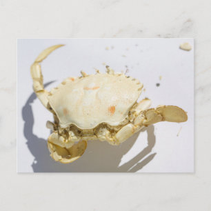 Zee Ocean Crab Shell Creater Briefkaart