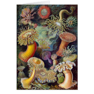 Zee onderwater Anemones door Ernst Haeckel