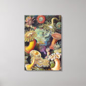 Zee onderwater Anemones door Ernst Haeckel Canvas Afdruk (Voorkant)