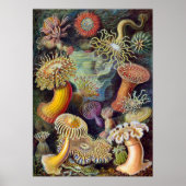  Zee onderwater Anemones door Ernst Haeckel Poster (Voorkant)