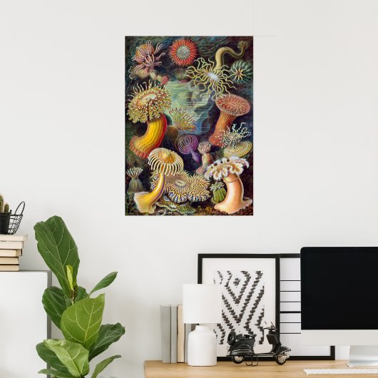  Zee onderwater Anemones door Ernst Haeckel Poster (Thuiskantoor)
