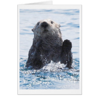 zee otter