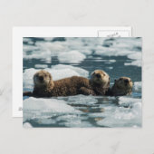 Zee Otter Briefkaart (Voorkant / Achterkant)