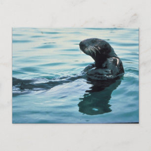 Zee Otter Briefkaart