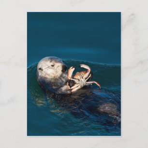Zee Otter Briefkaart