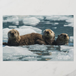 Zee Otter Briefpapier