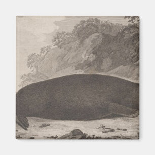 Zee otter, Brits-Columbia Magneet