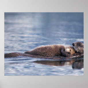 zee otter, Enhydra lutris lutris, moeder met 2 Poster