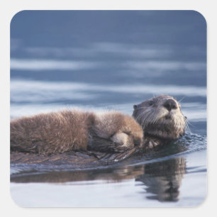 zee otter, Enhydra lutris lutris Vierkante Sticker