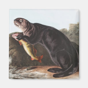 Zee Otter (Enhydra marina) Illustratie Magneet