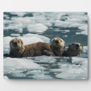 Zee Otter Fotoplaat