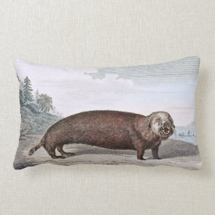 Zee Otter Illustratie Kussen