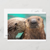 Zee otter liefde briefkaart (Voorkant / Achterkant)