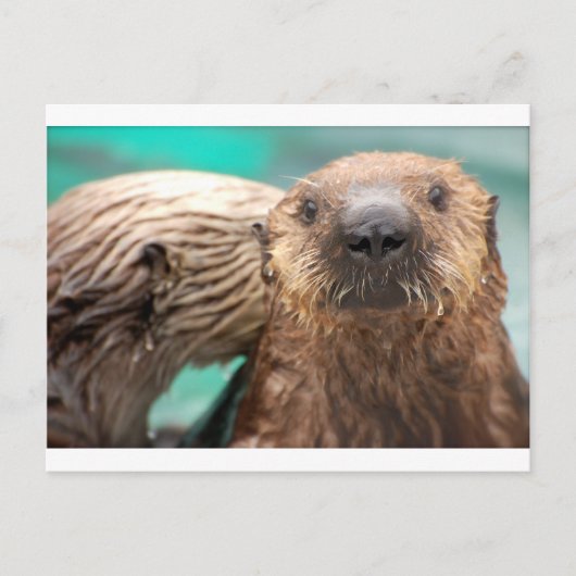 Zee otter liefde briefkaart (Voorkant)