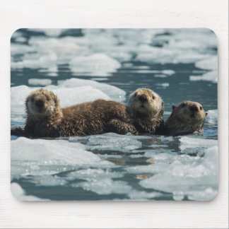 Zee Otter Muismat