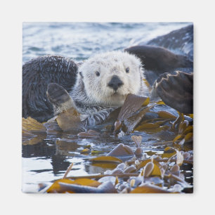 Zee otter omwikkeld in kelp magneet