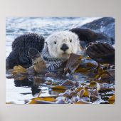 Zee otter omwikkeld in kelp poster (Voorkant)