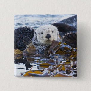 Zee otter omwikkeld in kelp vierkante button 5,1 cm
